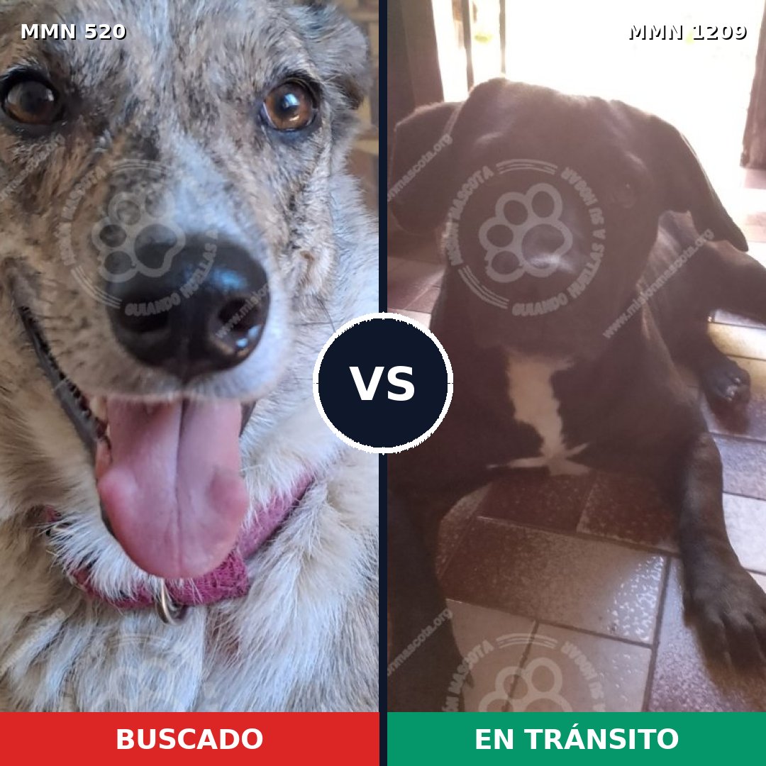 Comparativa MMS 19307: mascota perdida y mascota encontrada, 45% de similitud