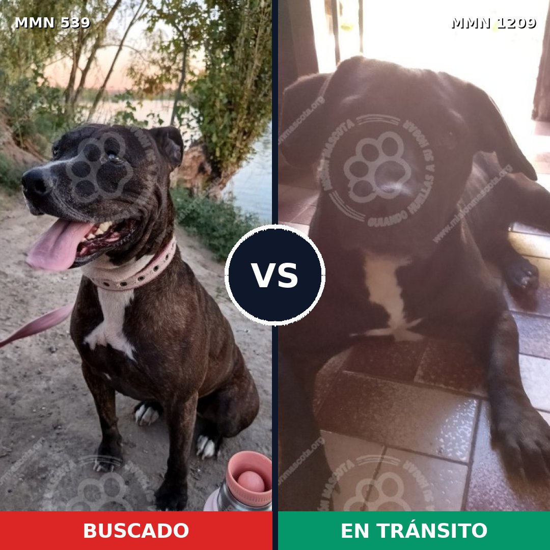 Comparativa MMS 19308: mascota perdida y mascota encontrada, 46% de similitud