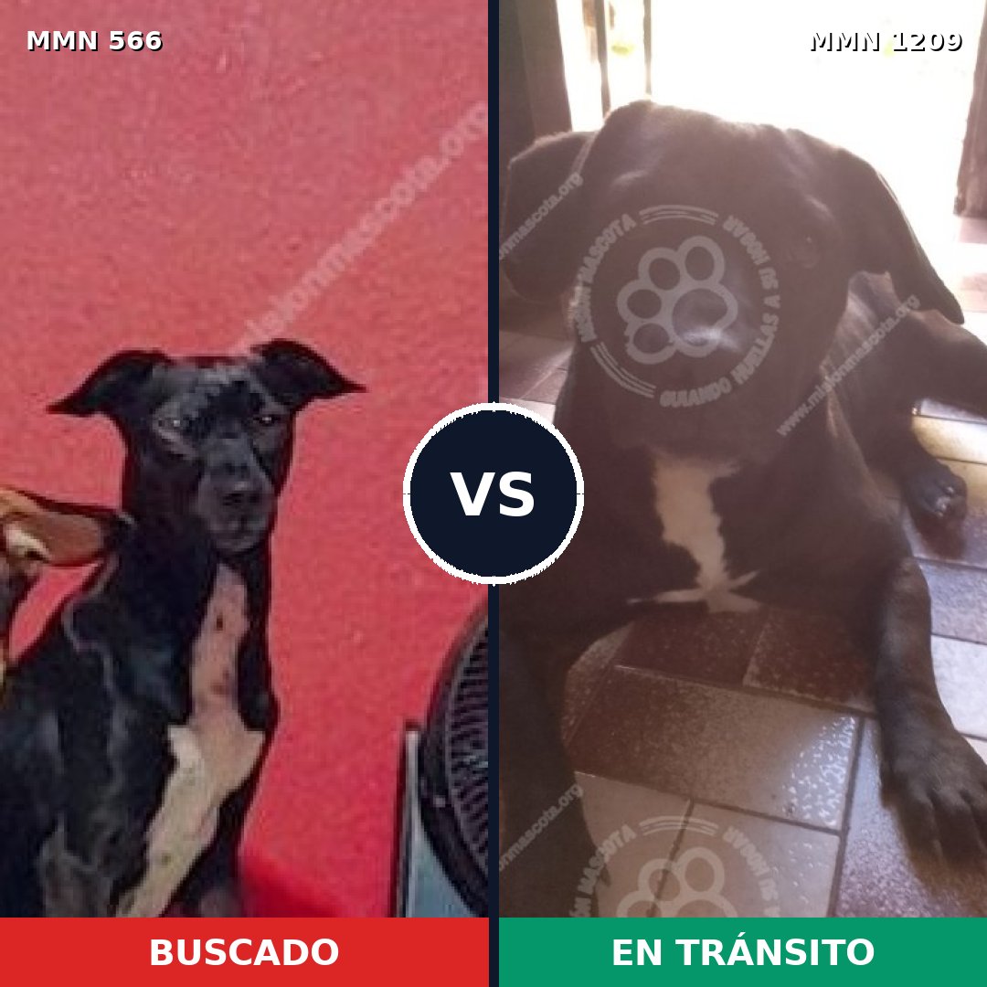 Comparativa MMS 19309: mascota perdida y mascota encontrada, 85% de similitud