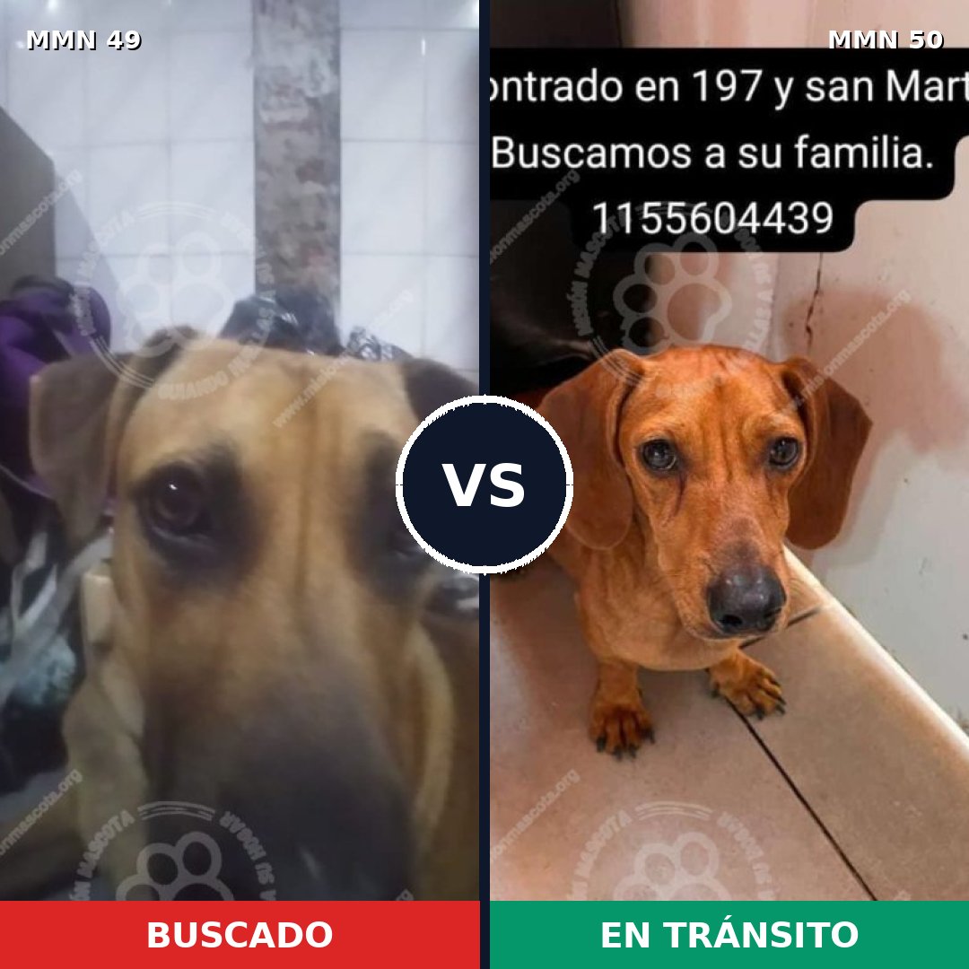 Comparativa MMS 1931: mascota perdida y mascota encontrada, 40% de similitud