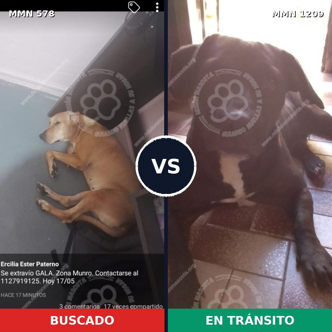 Comparativa MMS 19310: mascota perdida y mascota encontrada, 54% de similitud