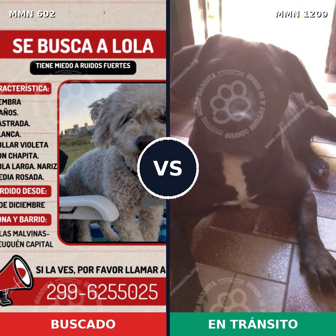 Comparativa MMS 19312: mascota perdida y mascota encontrada, 13% de similitud