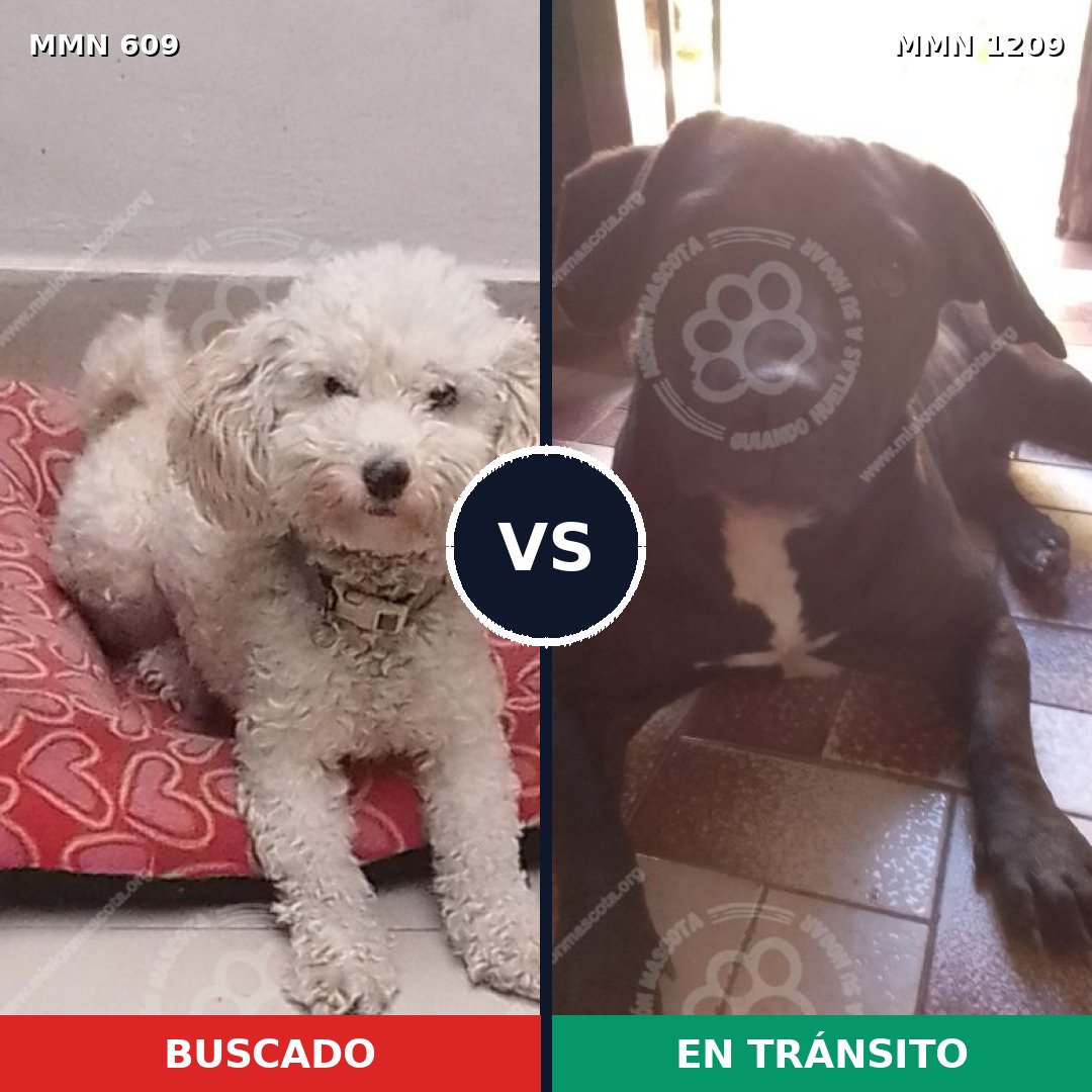 Comparativa MMS 19313: mascota perdida y mascota encontrada, 48% de similitud