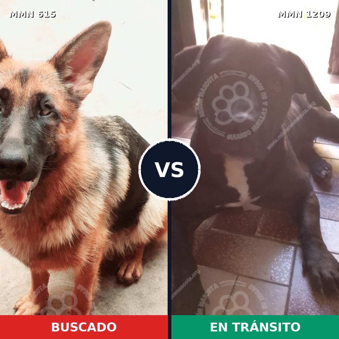 Comparativa MMS 19314: mascota perdida y mascota encontrada, 30% de similitud