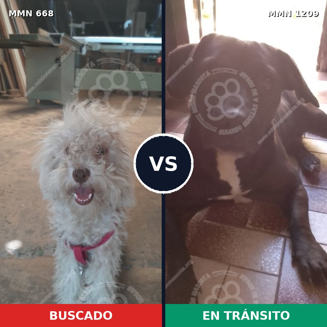 Comparativa MMS 19317: mascota perdida y mascota encontrada, 54% de similitud