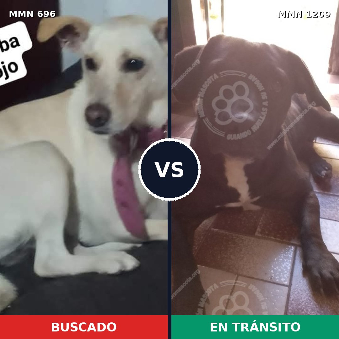 Comparativa MMS 19318: mascota perdida y mascota encontrada, 34% de similitud