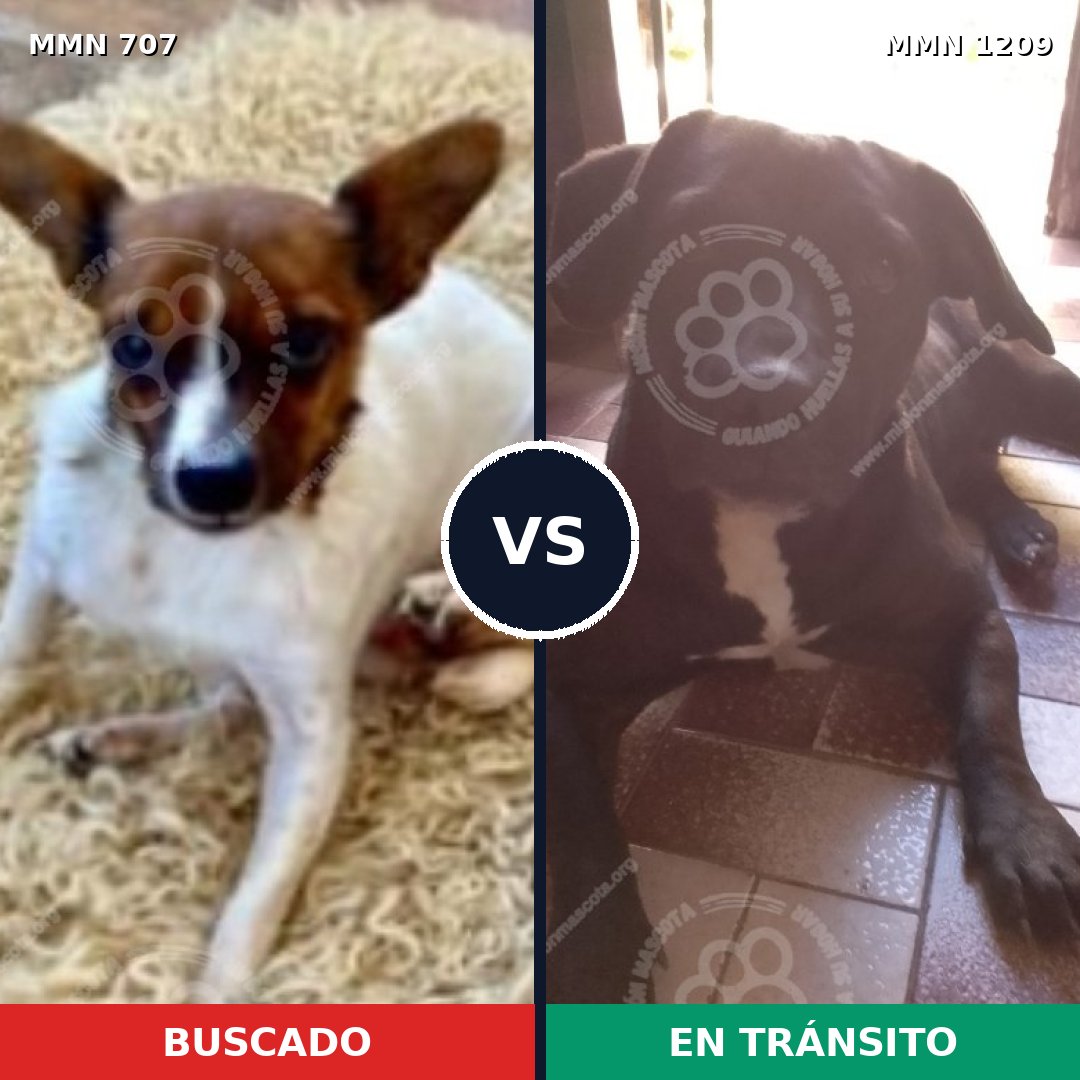 Comparativa MMS 19319: mascota perdida y mascota encontrada, 28% de similitud