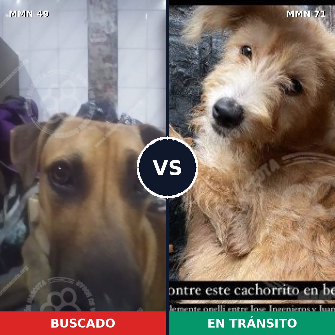 Comparativa MMS 1932: mascota perdida y mascota encontrada, 54% de similitud