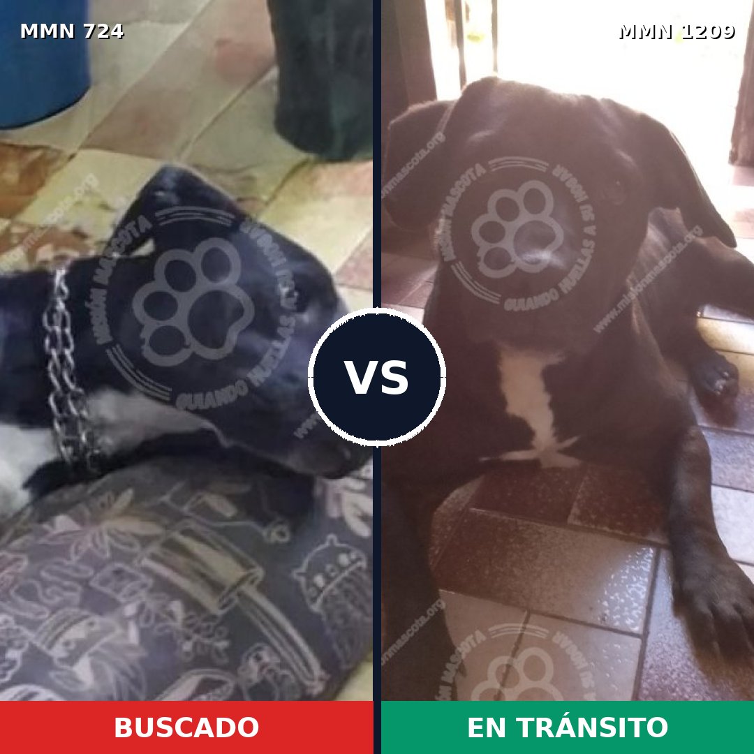 Comparativa MMS 19320: mascota perdida y mascota encontrada, 61% de similitud