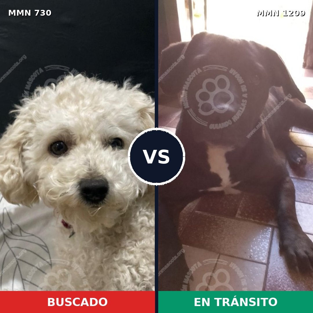Comparativa MMS 19321: mascota perdida y mascota encontrada, 23% de similitud