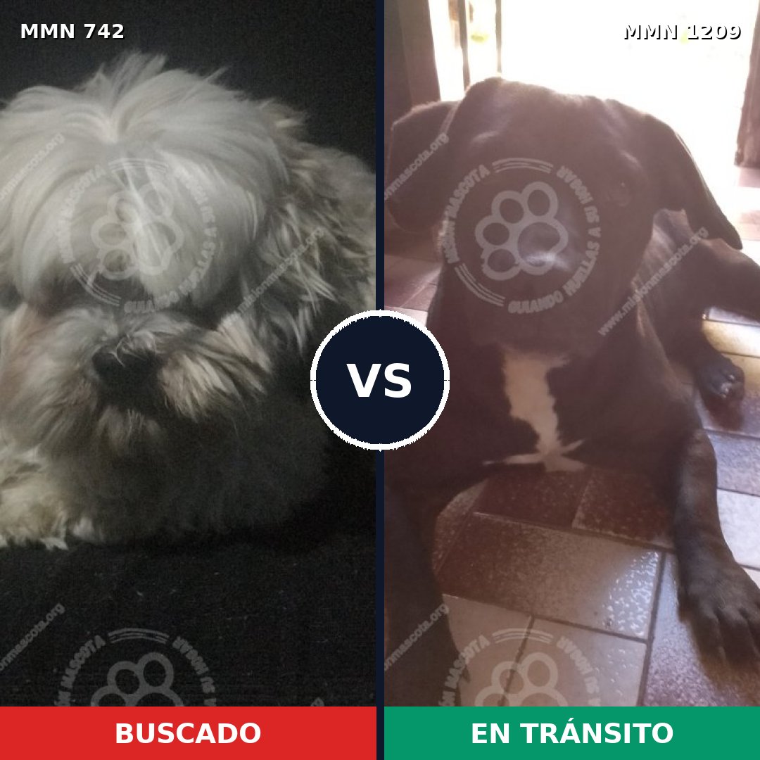 Comparativa MMS 19322: mascota perdida y mascota encontrada, 40% de similitud