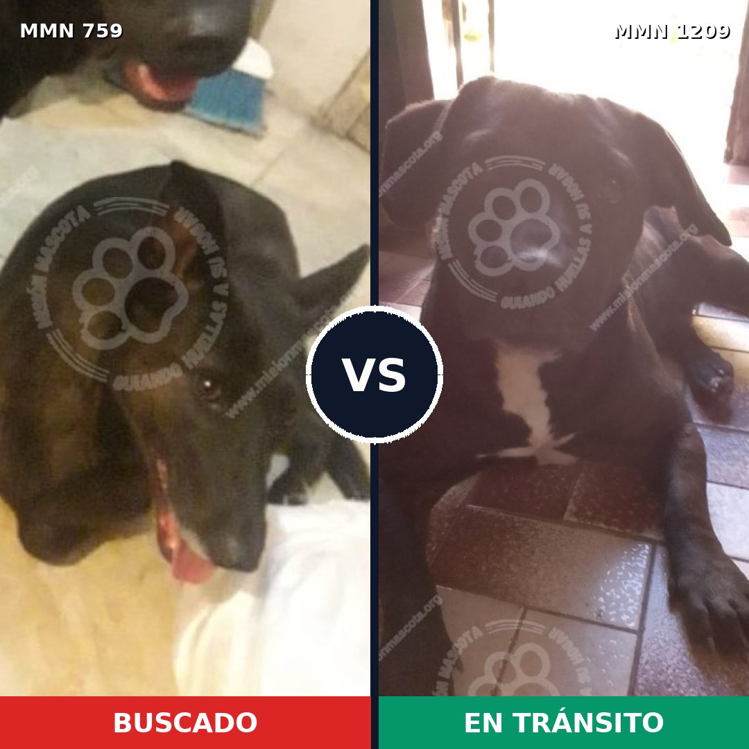 Comparativa MMS 19323: mascota perdida y mascota encontrada, 46% de similitud