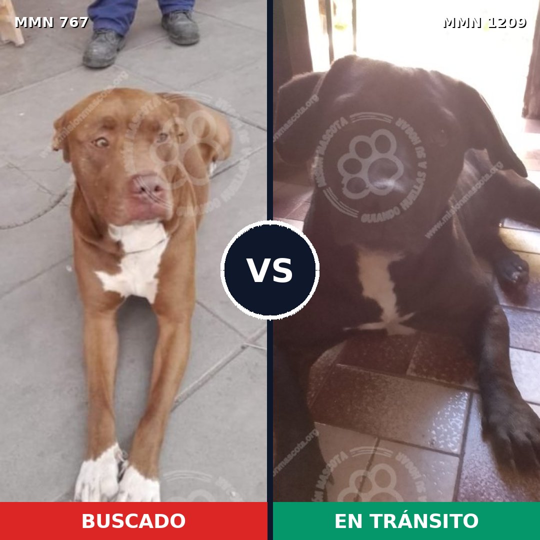 Comparativa MMS 19325: mascota perdida y mascota encontrada, 49% de similitud