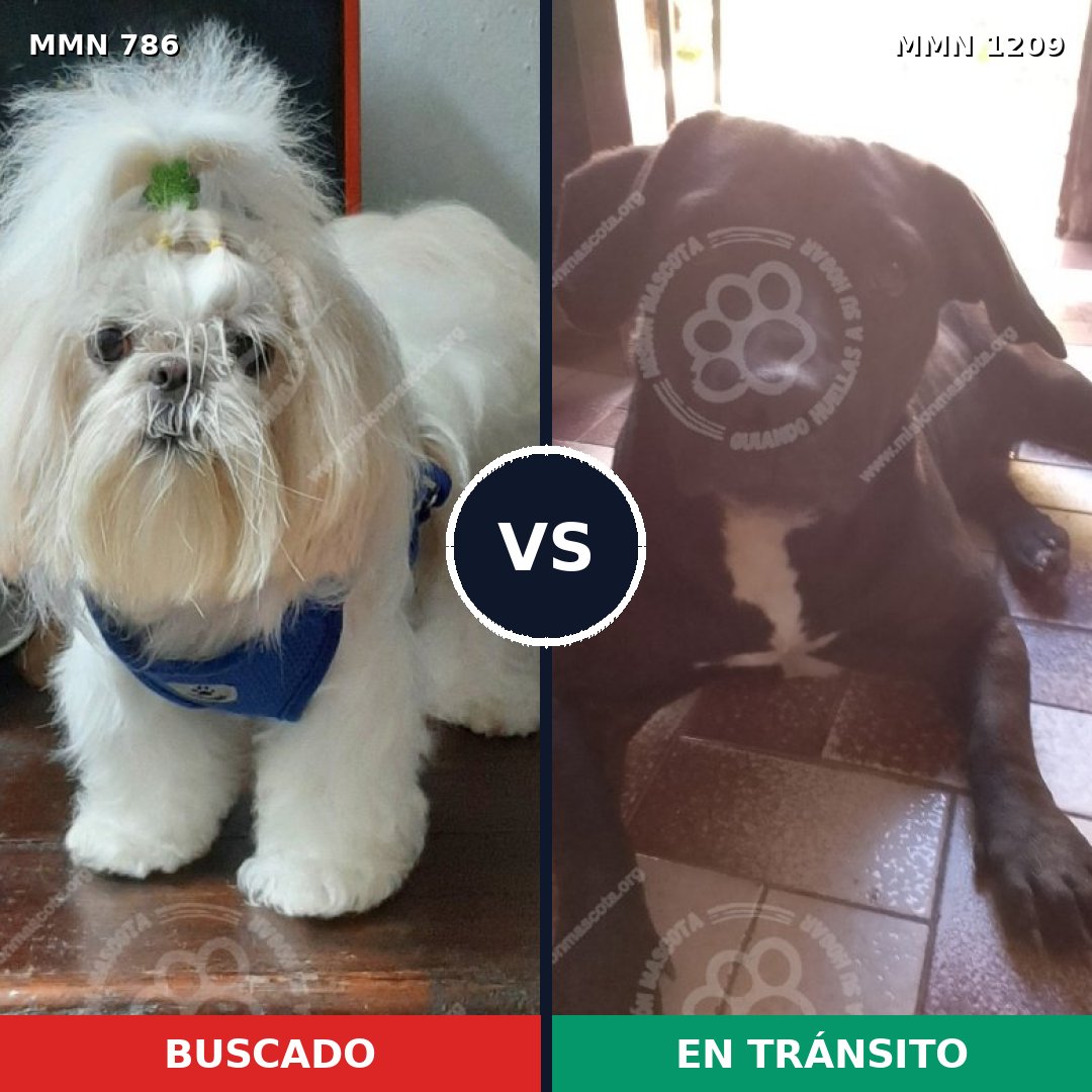 Comparativa MMS 19328: mascota perdida y mascota encontrada, 29% de similitud