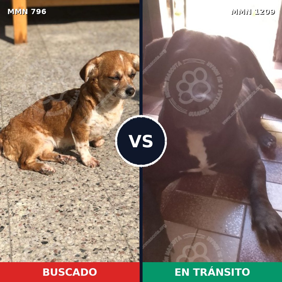 Comparativa MMS 19329: mascota perdida y mascota encontrada, 63% de similitud