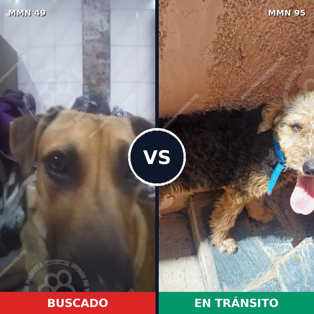 Comparativa MMS 1933: mascota perdida y mascota encontrada, 59% de similitud