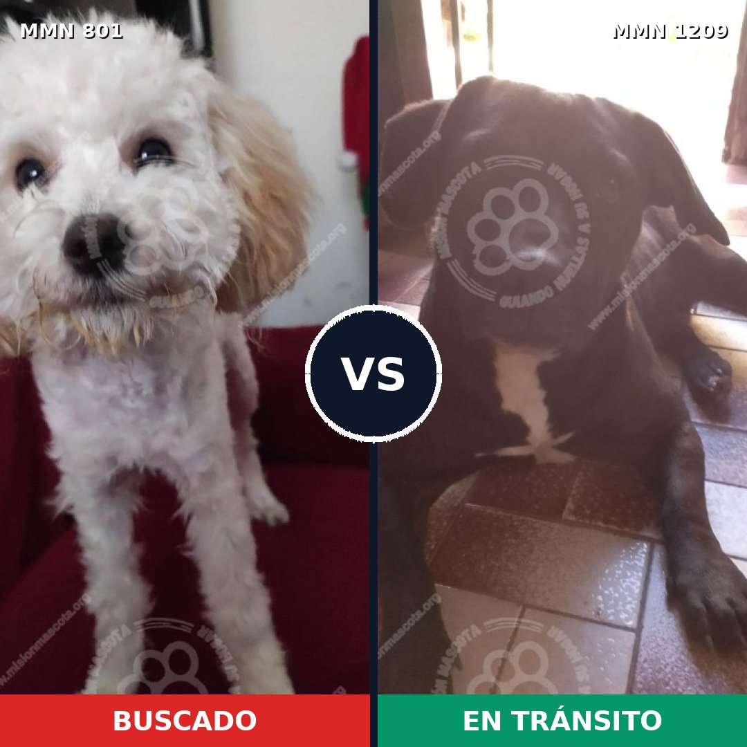 Comparativa MMS 19330: mascota perdida y mascota encontrada, 45% de similitud