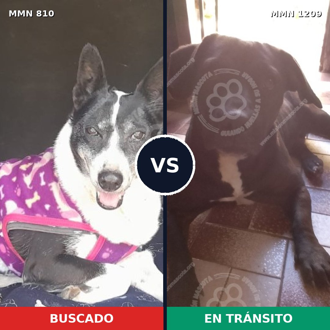 Comparativa MMS 19331: mascota perdida y mascota encontrada, 89% de similitud