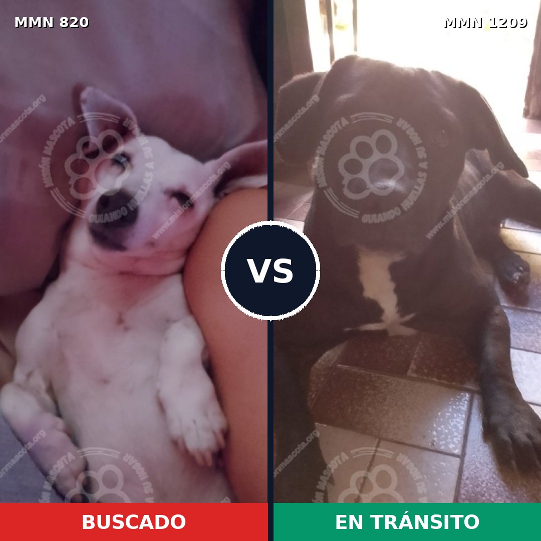 Comparativa MMS 19332: mascota perdida y mascota encontrada, 40% de similitud