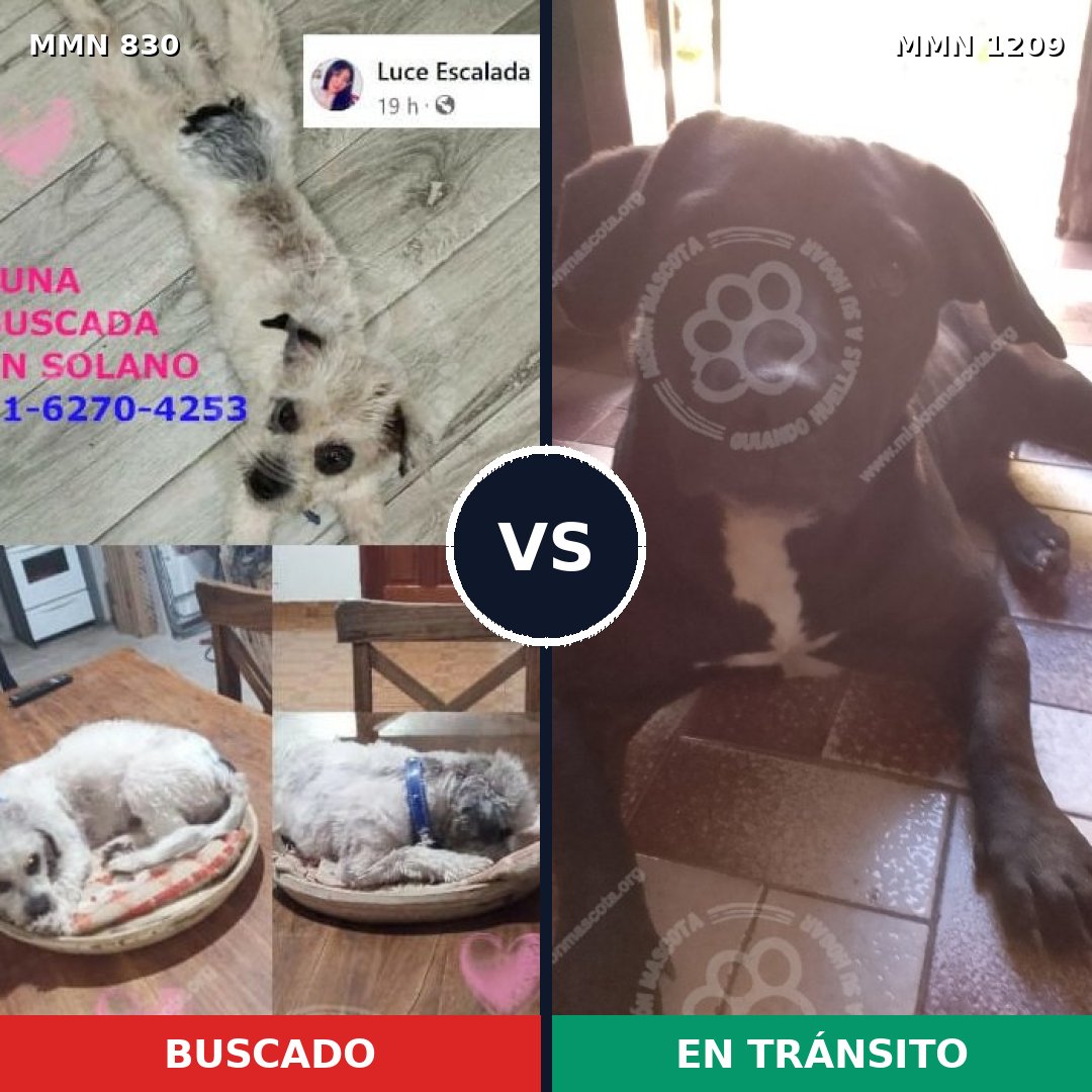 Comparativa MMS 19335: mascota perdida y mascota encontrada, 32% de similitud