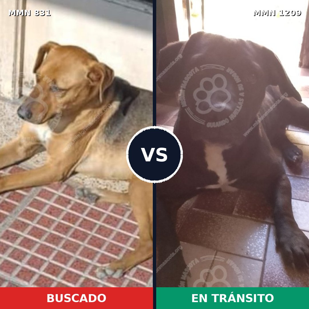 Comparativa MMS 19336: mascota perdida y mascota encontrada, 76% de similitud