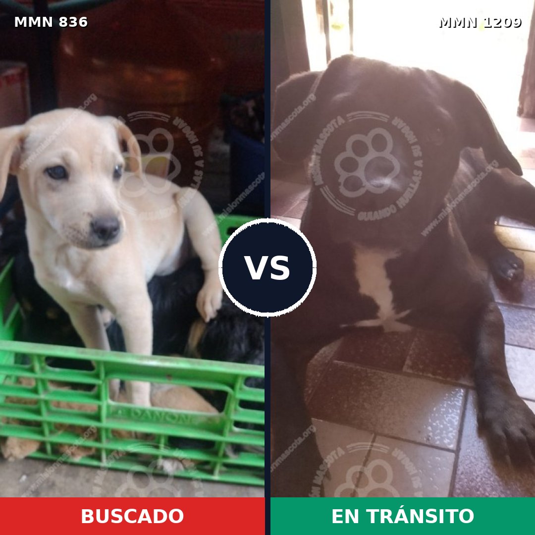 Comparativa MMS 19338: mascota perdida y mascota encontrada, 48% de similitud