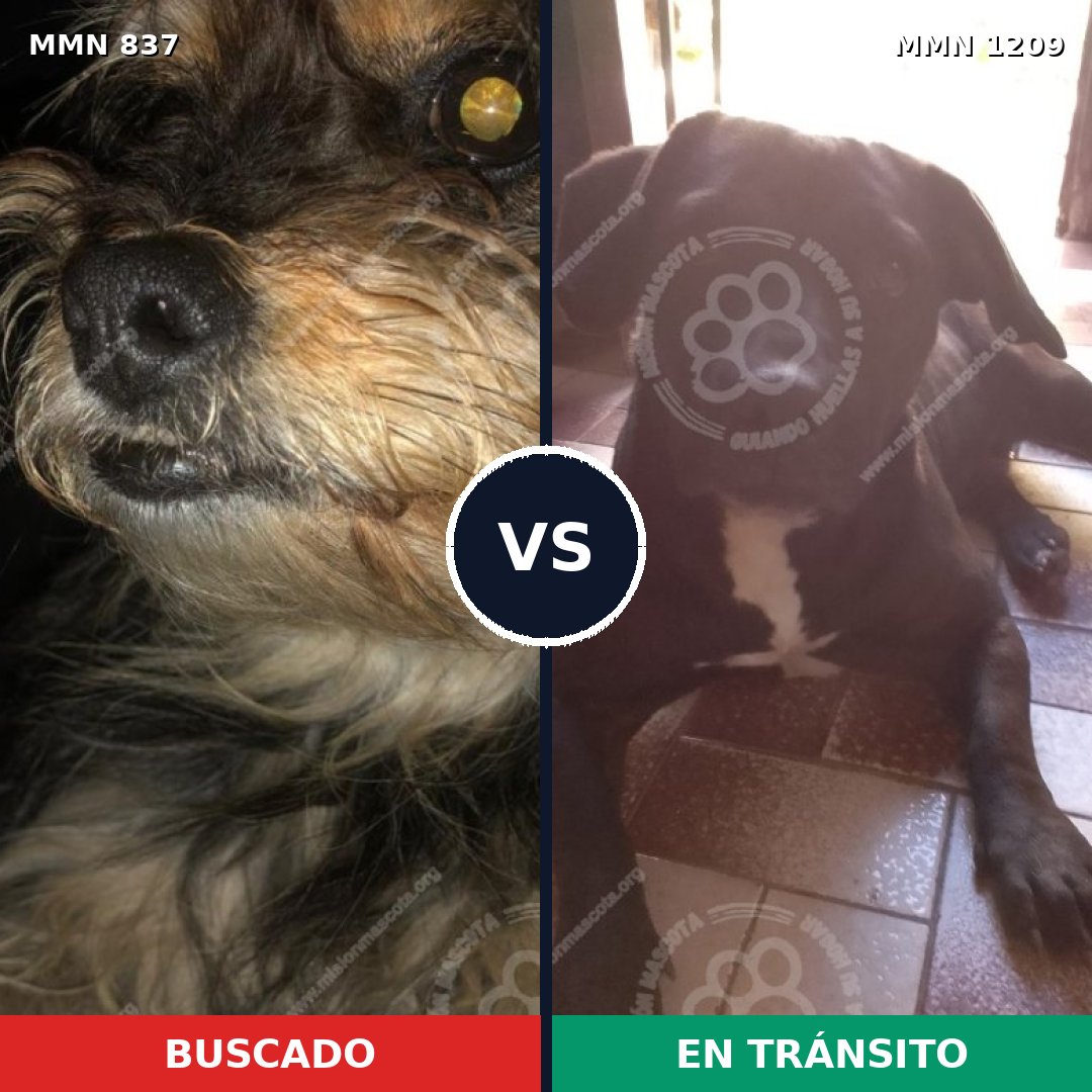 Comparativa MMS 19339: mascota perdida y mascota encontrada, 43% de similitud