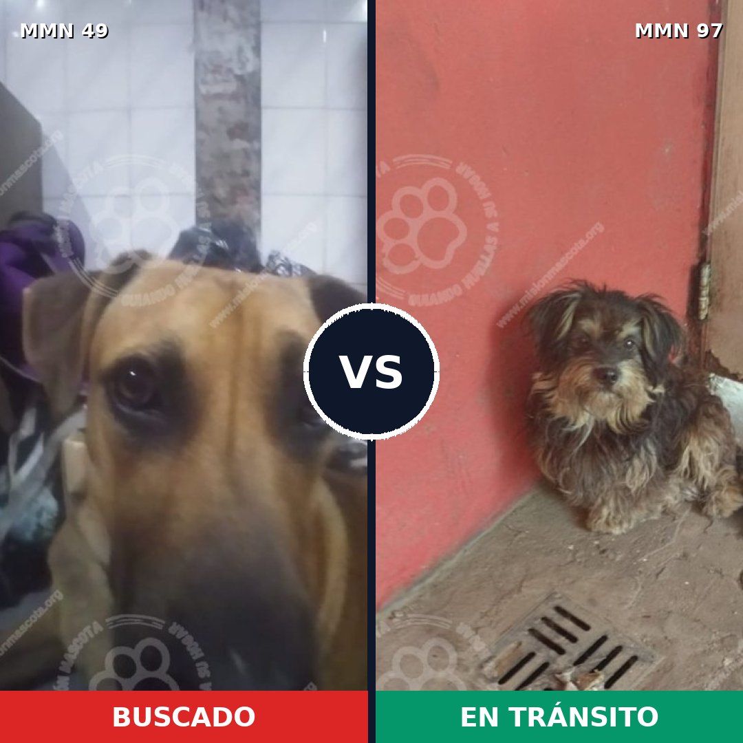 Comparativa MMS 1934: mascota perdida y mascota encontrada, 45% de similitud