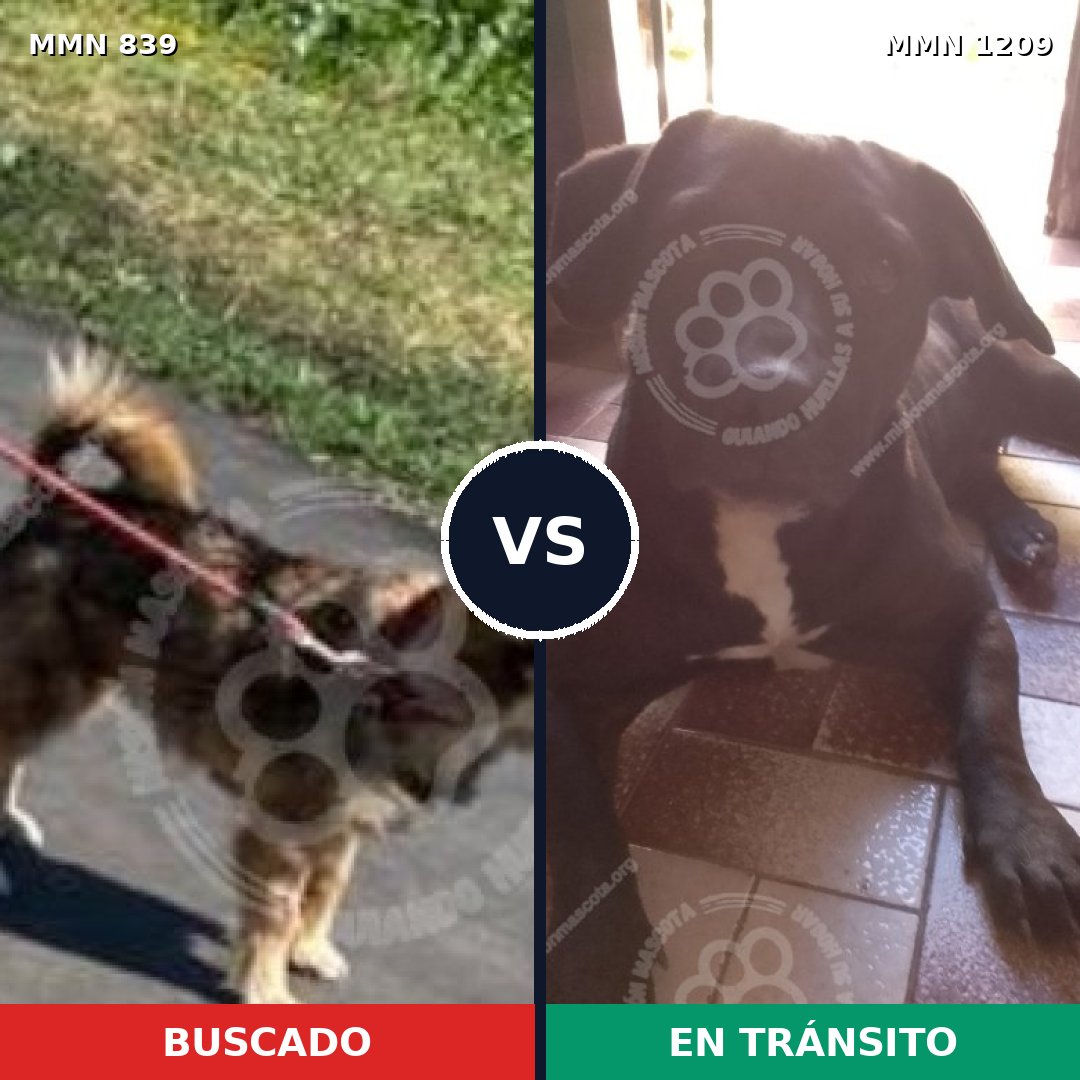 Comparativa MMS 19340: mascota perdida y mascota encontrada, 61% de similitud