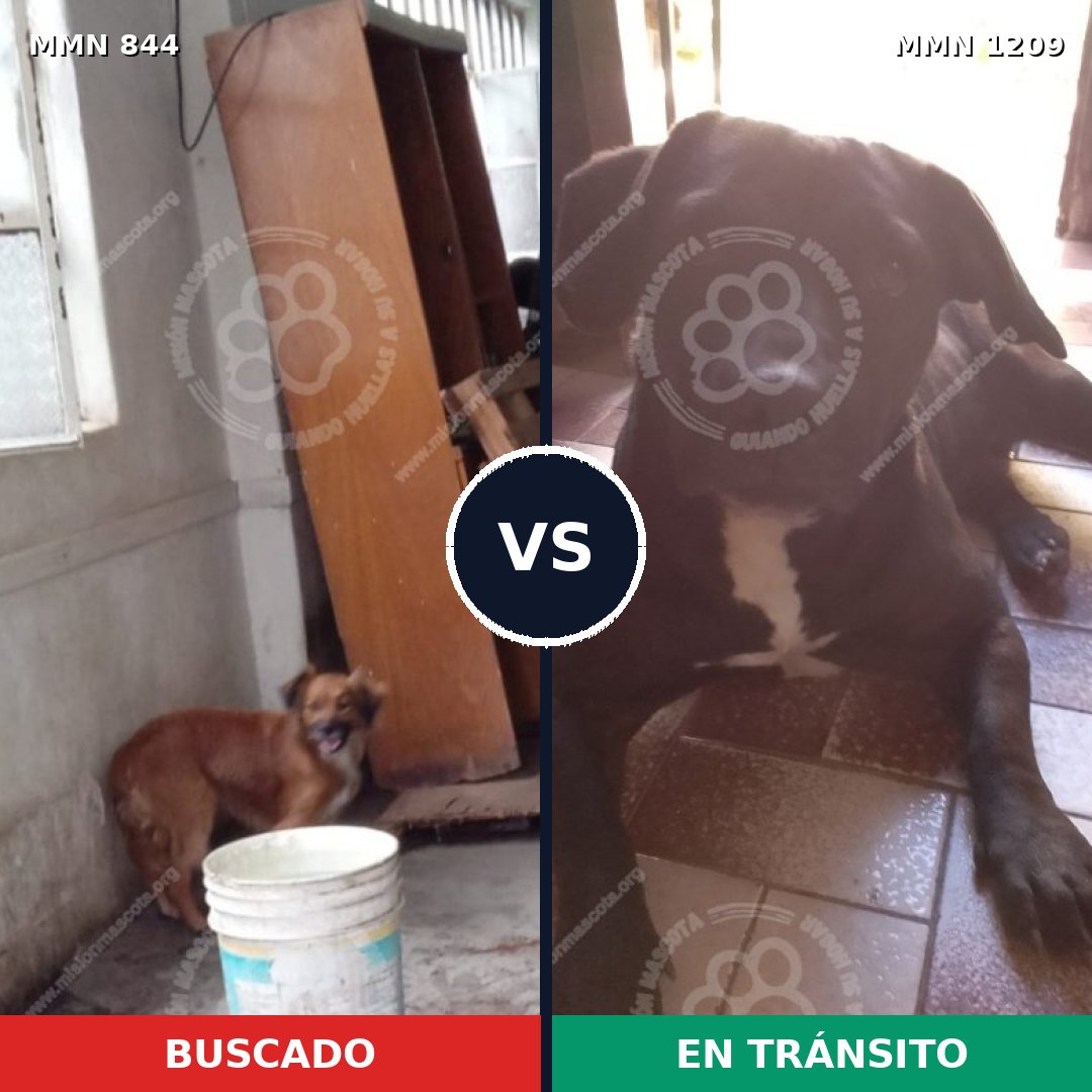 Comparativa MMS 19342: mascota perdida y mascota encontrada, 73% de similitud