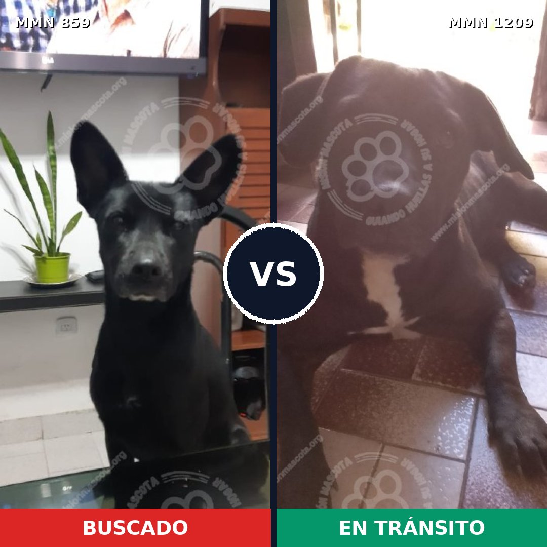 Comparativa MMS 19343: mascota perdida y mascota encontrada, 89% de similitud