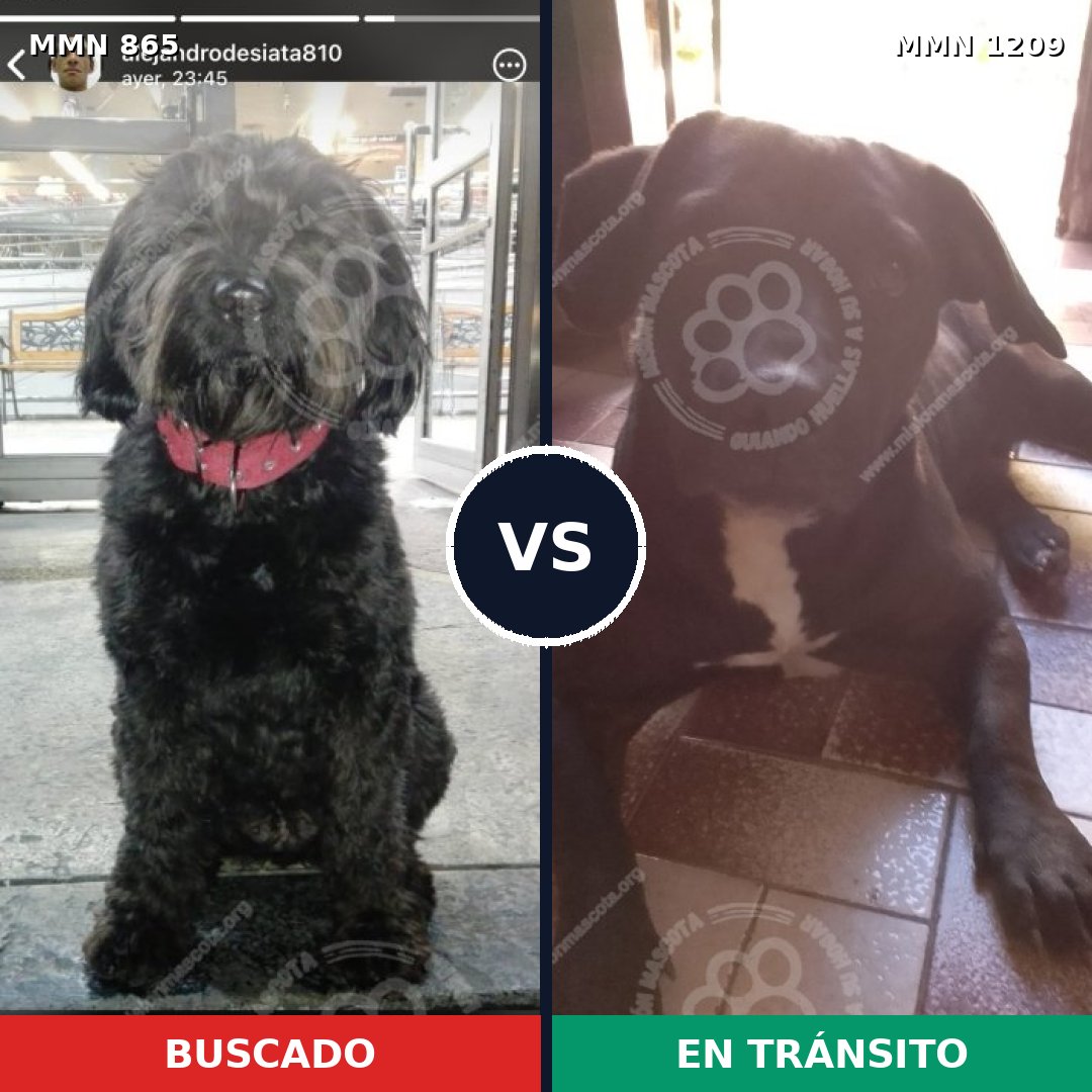 Comparativa MMS 19344: mascota perdida y mascota encontrada, 56% de similitud