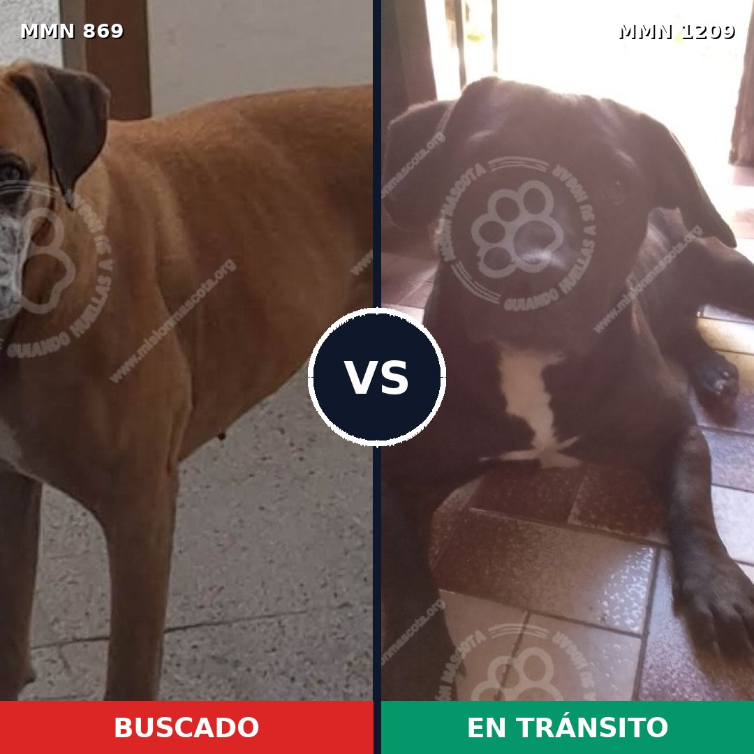 Comparativa MMS 19345: mascota perdida y mascota encontrada, 48% de similitud