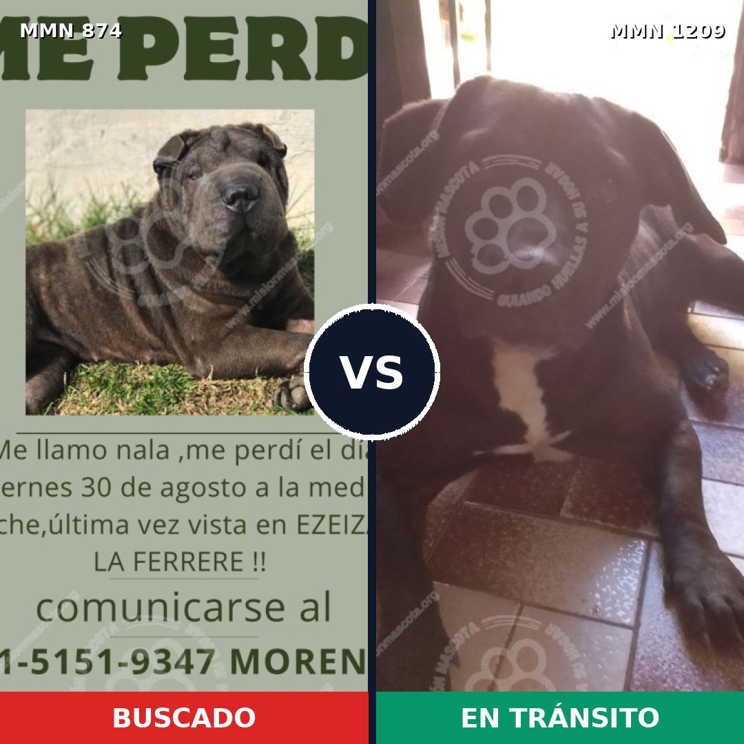 Comparativa MMS 19347: mascota perdida y mascota encontrada, 51% de similitud