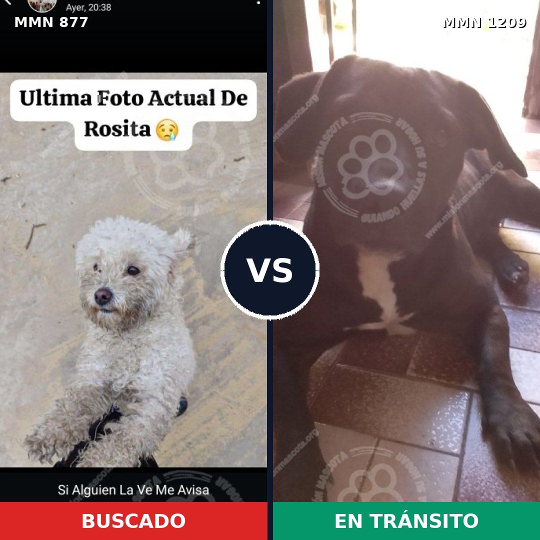 Comparativa MMS 19348: mascota perdida y mascota encontrada, 44% de similitud