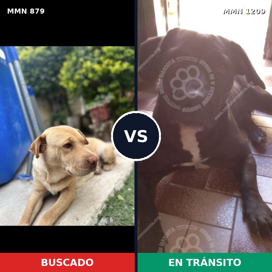 Comparativa MMS 19349: mascota perdida y mascota encontrada, 43% de similitud