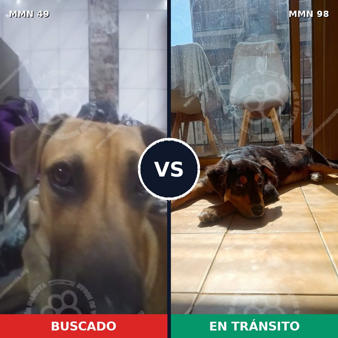 Comparativa MMS 1935: mascota perdida y mascota encontrada, 67% de similitud