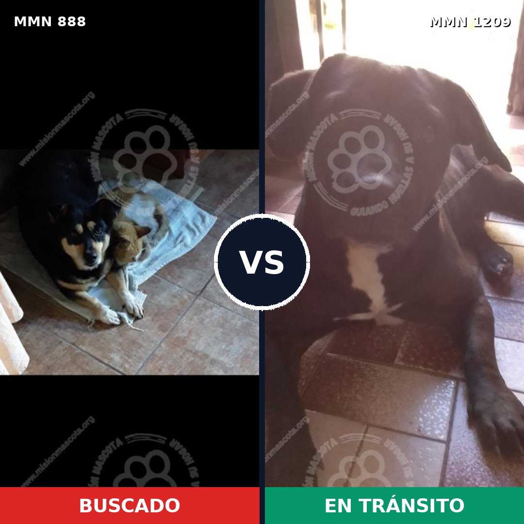 Comparativa MMS 19350: mascota perdida y mascota encontrada, 83% de similitud