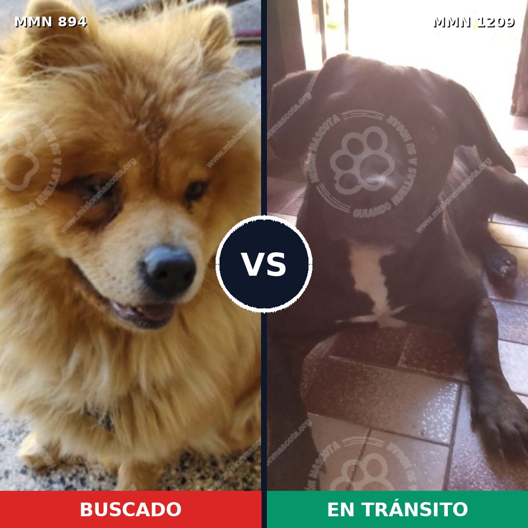 Comparativa MMS 19352: mascota perdida y mascota encontrada, 48% de similitud