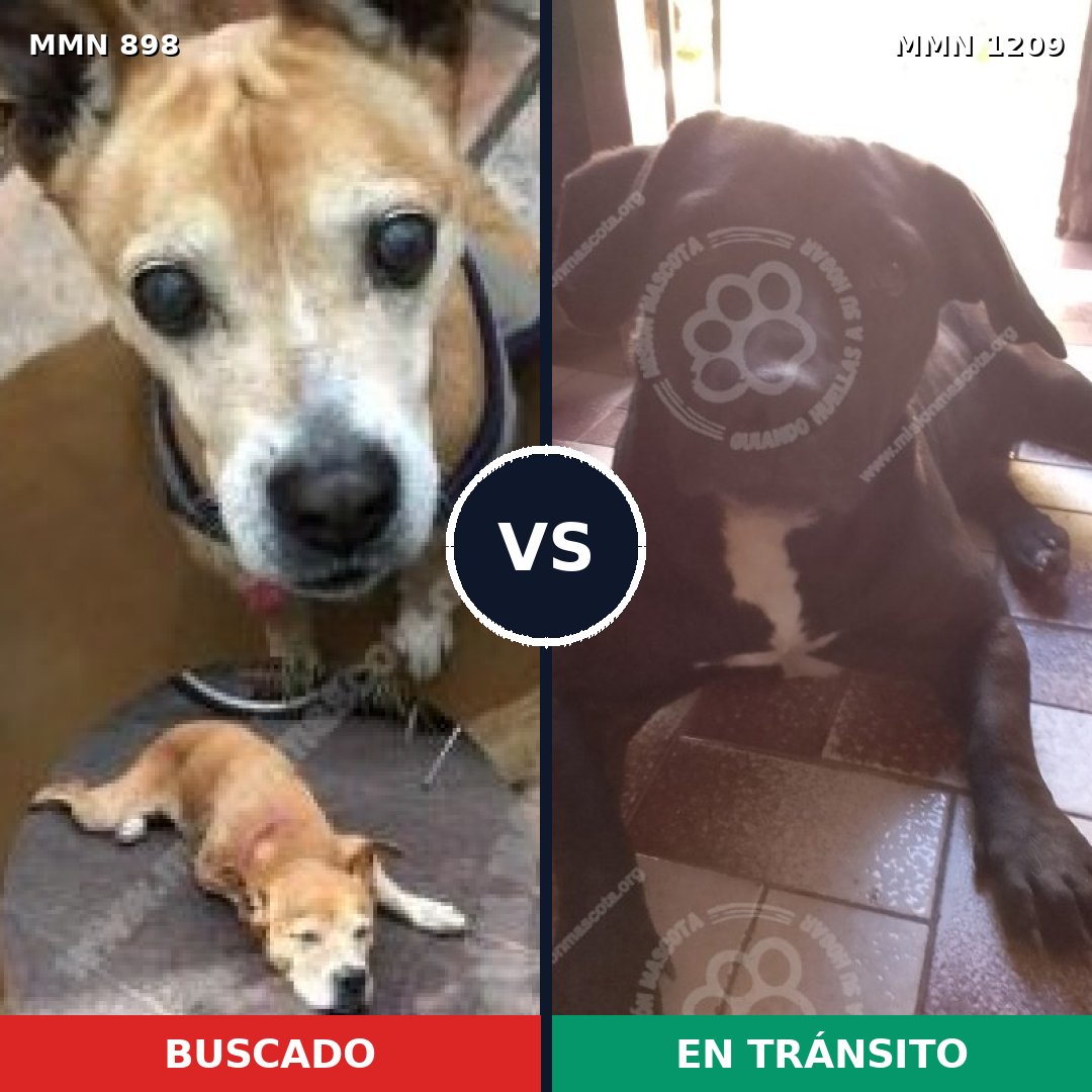Comparativa MMS 19354: mascota perdida y mascota encontrada, 43% de similitud