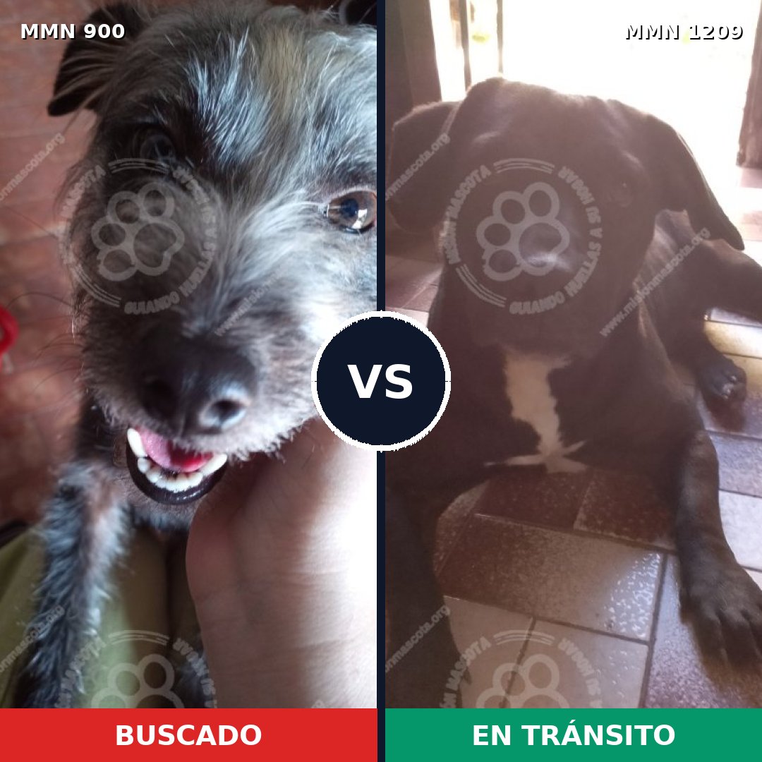 Comparativa MMS 19355: mascota perdida y mascota encontrada, 45% de similitud