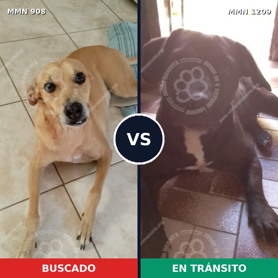Comparativa MMS 19357: mascota perdida y mascota encontrada, 36% de similitud