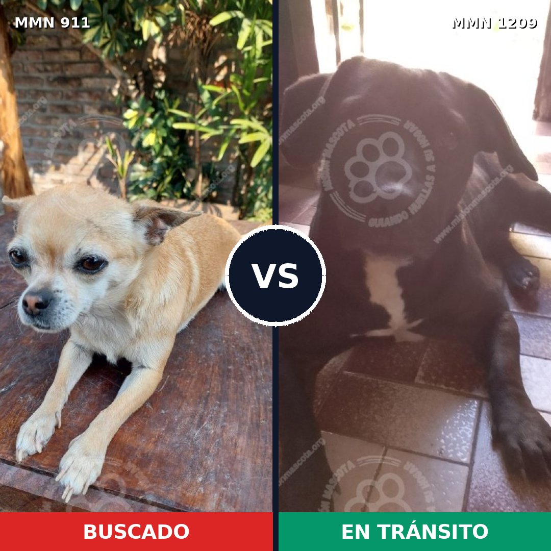 Comparativa MMS 19358: mascota perdida y mascota encontrada, 37% de similitud