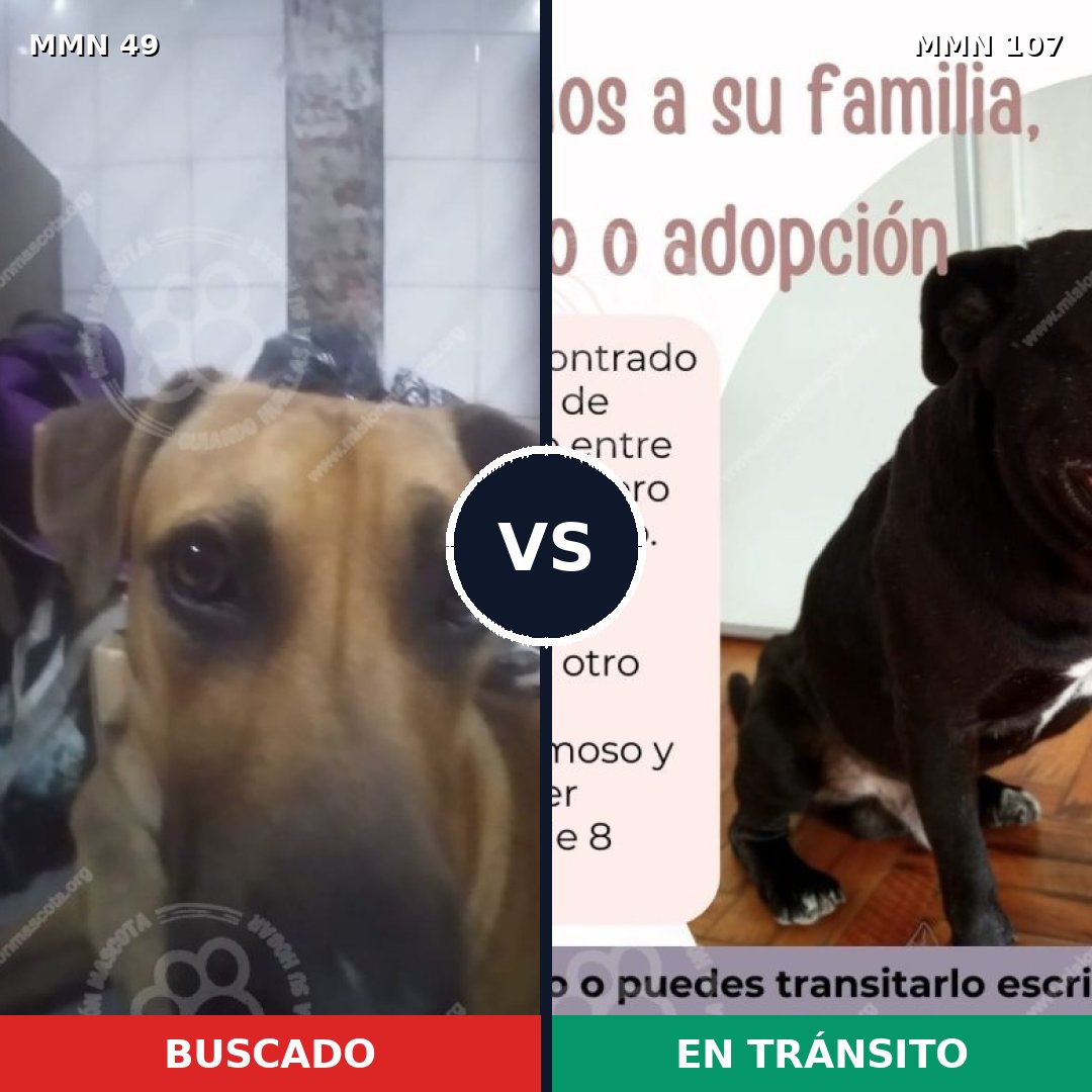 Comparativa MMS 1936: mascota perdida y mascota encontrada, 60% de similitud