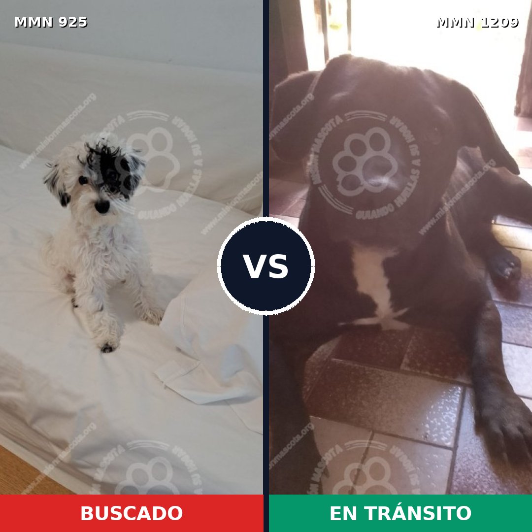Comparativa MMS 19360: mascota perdida y mascota encontrada, 44% de similitud