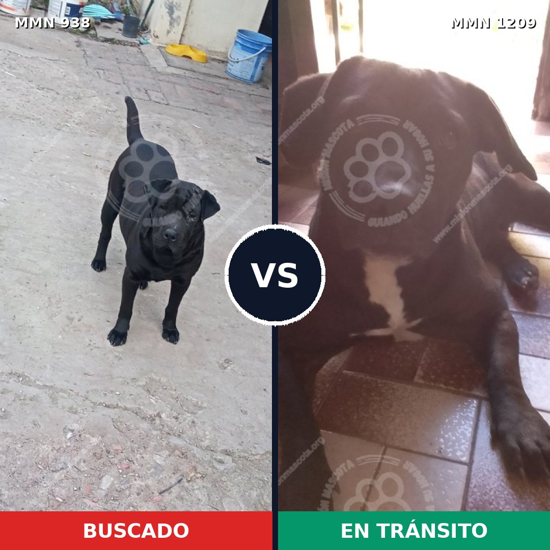 Comparativa MMS 19362: mascota perdida y mascota encontrada, 57% de similitud