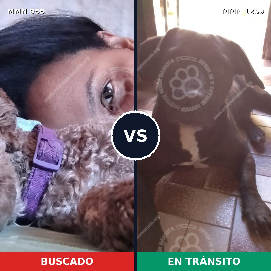 Comparativa MMS 19367: mascota perdida y mascota encontrada, 34% de similitud
