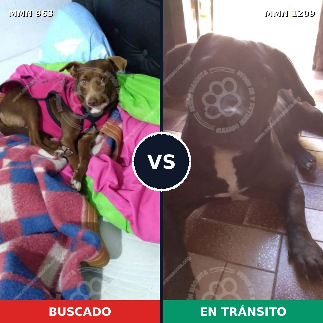 Comparativa MMS 19368: mascota perdida y mascota encontrada, 79% de similitud