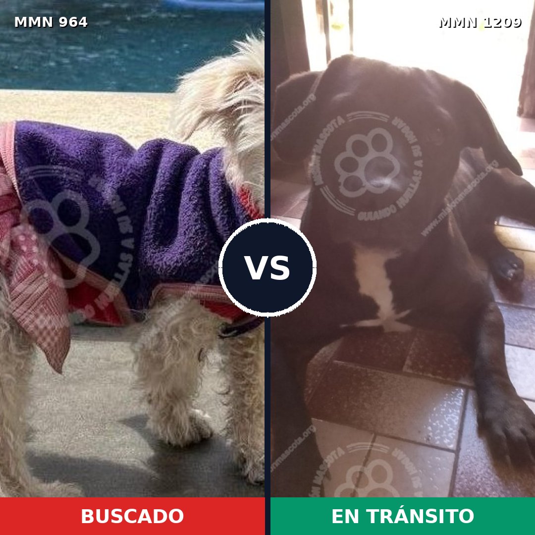 Comparativa MMS 19369: mascota perdida y mascota encontrada, 42% de similitud