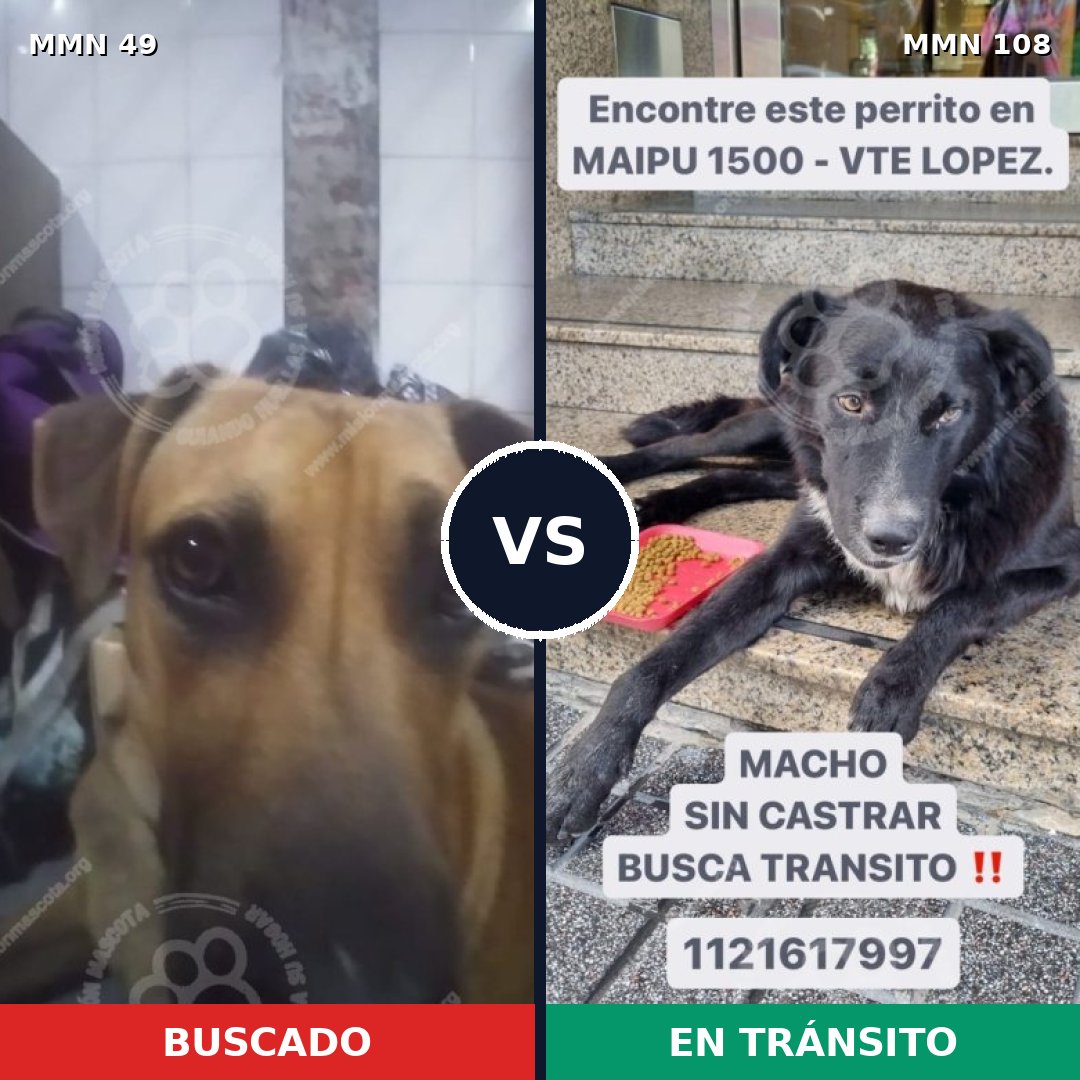 Comparativa MMS 1937: mascota perdida y mascota encontrada, 58% de similitud